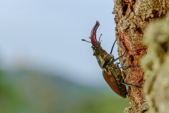 Thundergugi, firecracker, stag beetle, horn shredder, Lucanus cervus, Schr&ouml;ter, Beetle, Coleoptera, insects, insects, beetles, male, stag beetle