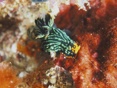 Black-green sea snail with orange-coloured accents, variable neon star snail (Nembrotha kubaryana), on a sea sponge. Dive site SD, Nusa Ceningan, Nusa Penida, Bali, Indonesia