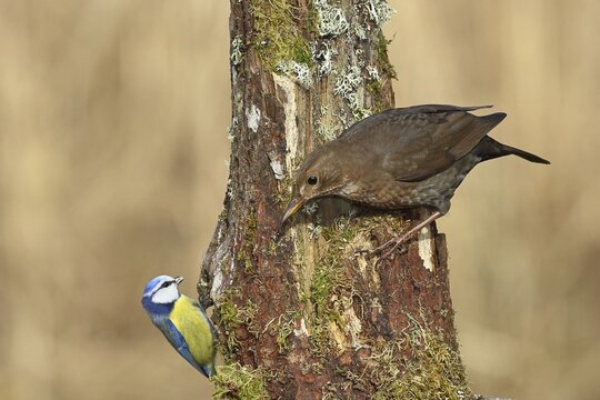 Blackbird (Turdus merula), female, sitting with blue tit (Parus caeruleus) on an old tree stump in the forest, Wilnsdorf, North Rhine-Westphalia, Germany