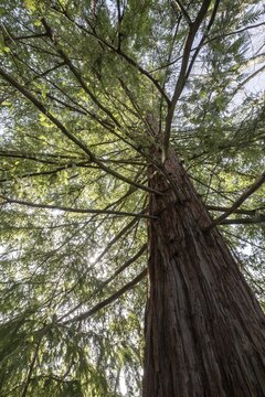 Coast redwood (Sequoia sempervirens), Rhineland-Palatinate, Germany