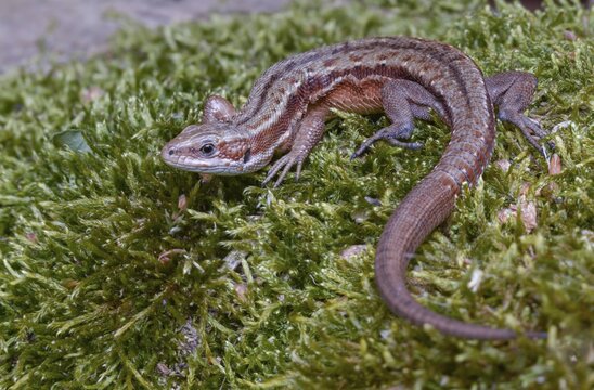 Mountain lizard, Lacerta vivipara, bog lizard, viviparous lizard, zootoca vivipara, common lizard, lizards, reptilia, reptiles