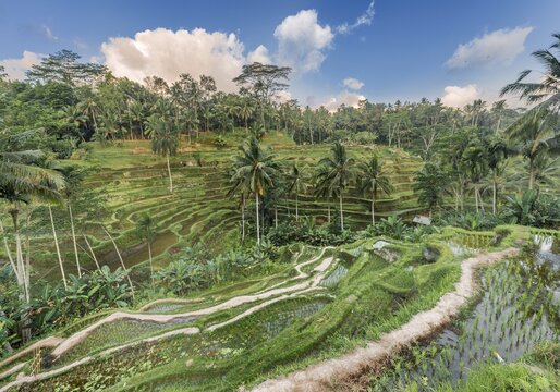 Jatiluwih rice terraces, Penebel, Bali, Indonesia