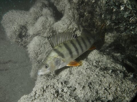 A perch (Perca fluviatilis) rests on a rock in the murky water. Dive site Terlinden, K&uuml;snacht, Lake Zurich, Canton Zurich, Switzerland