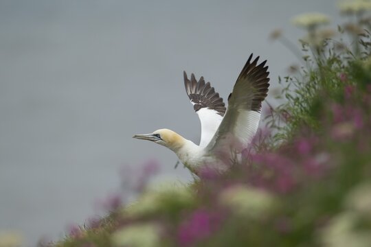 Northern gannet (Morus bassanus) adult bird stretching its wings on a cliff top, Yorkshire, England, United Kingdom