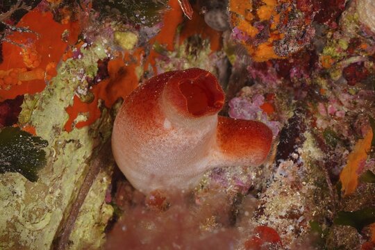 Red sea squirt (Halocyntia papillosa) in the Mediterranean Sea near Hy&egrave;res. Dive site marine reserve Port Cros, C&ocirc;te dAzur, France