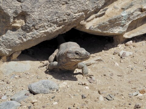 A Gran Canaria giant lizard (Gallotia stehlini) emerges from a crevice in a dry, sandy environment, Gran Canaria, Spain