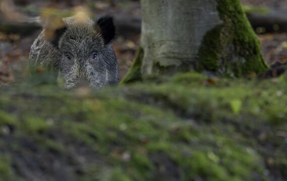 A wild boar (Sus scrofa) motionlessly observes the photographer, cover, camouflage, observe, Denmark