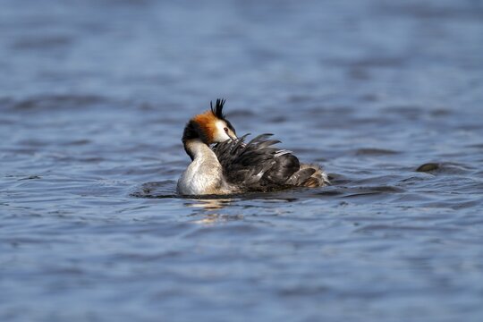 Great crested grebe (Podiceps scalloped ribbonfish), during plumage care, Vulkaneifel, Rhineland-Palatinate, Germany