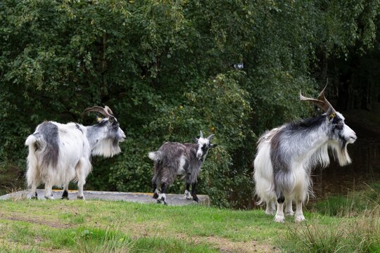 Dutch Land goats (Capra aegagrus hircus), Emsland, Lower Saxony, Germany