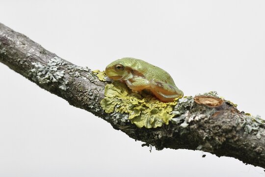 European tree frog (Hyla arborea) sitting on a lichen-covered branch in its natural environment, Lake Neusiedl National Park, Burgenland, Austria