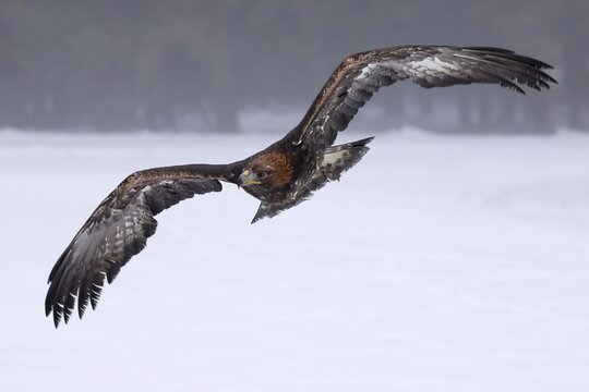 Golden eagle (Aquila chrysaetos) flies, Czech Republic