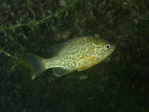 A pumpkinseed sunfish (Lepomis gibbosus) glides through algae-rich waters at night, its scales shimmering in the light, the R&uuml;schlikon Pumping Station dive site, Lake Zurich, Canton of Zurich, Switzerland