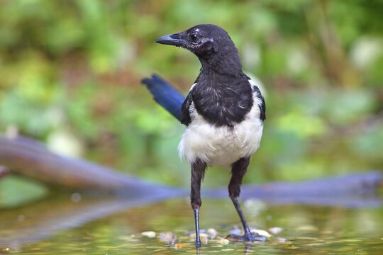 European magpie (Pica pica ), Young bird standing in shallow water, Germany