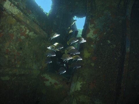A school of sea corvids (Sciaena umbra) swims through the opening of an old, rusty shipwreck underwater, at the Cimenti&egrave;re wreck dive site, Hy&egrave;res, Giens Peninsula, Mediterranean Sea, Provence-Alpes-C&ocirc;te d'Azur, France