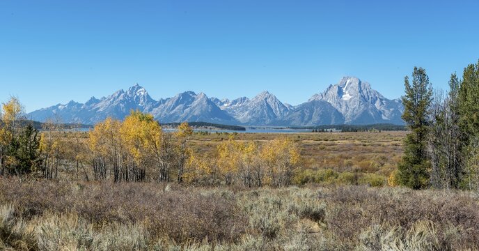 Autumn landscape, yellow coloured Common aspens (Populus tremula) and bushes in front of mountain landscape, Willow Flats Overlook, Teton Range mountain range, Grand Teton National Park, Wyoming, USA