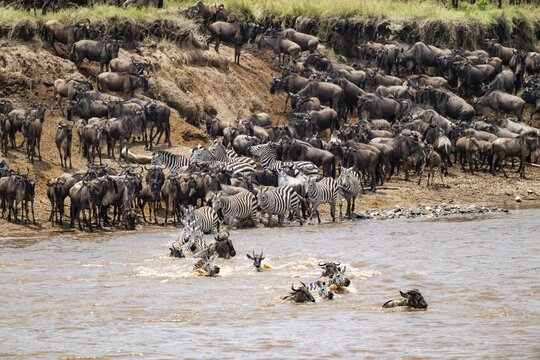Steppe zebras (Equus quagga) and wildebeest (Connochaetes taurinus) crossing the Mara River, Great Migration, Serengeti National Park, Tanzania