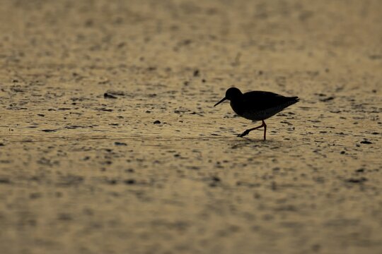 Common redshank (Tringa totanus) silhouette of an adult wading bird on a mudflat at sunset, Norfolk, England, United Kingdom