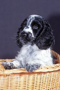 Cocker Spaniel puppy, Schwaz, Tyrol, Austria, Europe