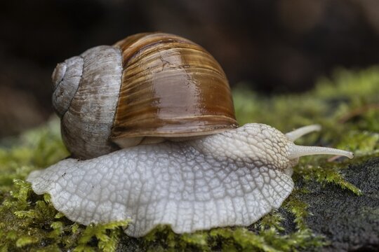 Garden snail (Helix pomatia), Emsland, Lower Saxony, Germany