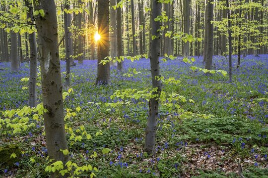 Bluebells (Hyacinthoides) in Hallerbos, woodland, early-flowering plants, Hallerbos, Halle, Belgium