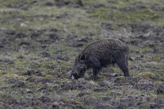 While the wild boar (Sus scrofa) stirs up the ground in search of food, two wagtails try to catch flushed insects and other invertebrates, Denmark