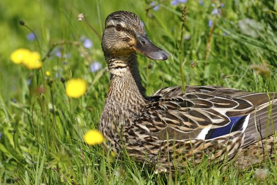 Mallard (Anas platyrhynchos), female sitting in flowering meadow, Schleswig-Holstein, Germany