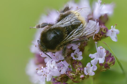 Apidae, bees, Bombus soroeensis, broken-belted bumble bee, thistle bumblebee, bellflower bumblebee, hymenoptera, Ilfracombe bumble bee, bumblebee, insects, insects