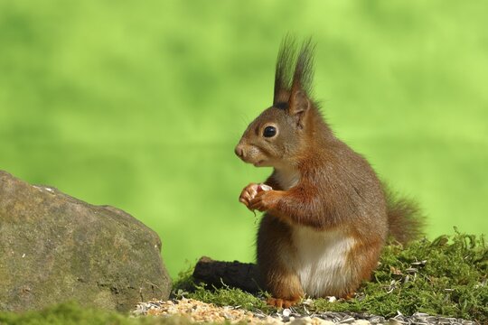Eurasian red squirrel (Sciurus vulgaris), sitting on moss and eating sunflower seeds, Wilden, North Rhine-Westphalia, Germany