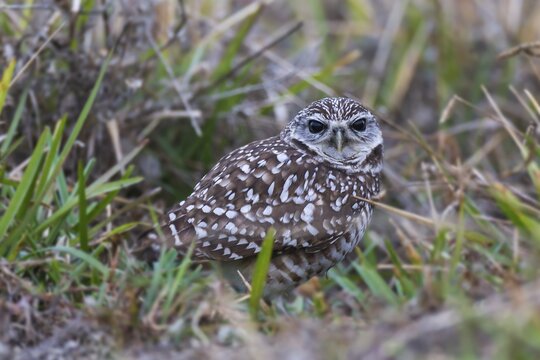 Burrowing owl (Athene cunicularia) sitting in grass, Florida, USA