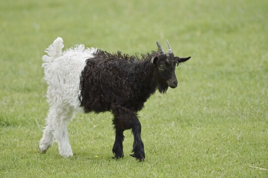 Valais black-necked goat or Vallesana goat (Capra aegagrus f. hircus), young animal, North Rhine-Westphalia, Germany