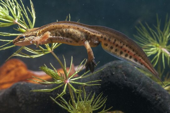 Threaded newt, Lissotriton helveticus, palmate newt, Triturus helveticus, amphibians, amphibians, caudata, amphibians, males, newts, newts, tailed amphibians, water newts