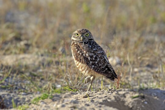 Burrowing Owl (Athene cunicularia) adult, Florida, USA