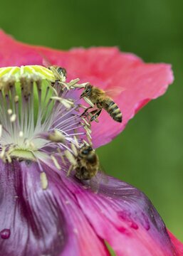 Apidae, Apis Mellifera, bees, bee willow, European honey bee, hymenoptera, western honey bee, western honey bee, high size, portrait format, honey bee, honey bee, insects, wild bees
