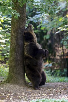 Eurasian brown bear, European brown bear (Ursus arctos arctos), adult, standing upright, on tree, scratching itself, grooming, captive