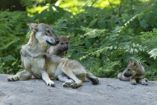 Wolf mother sitting with her pups on a path in the forest and resting, European grey gray wolf (Canis lupus), Germany