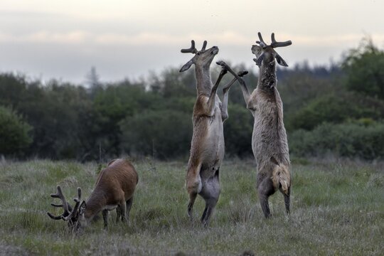 The dueling red deer (Cervus elaphus) place on the hind legs, bastion antlers, ranking, fighting, confrontation, Denmark