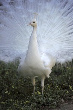 Blue peacock (Pavo cristatus), white variety, adult male spreading his tail, courtship, Cuddly Creek, South Australia,
