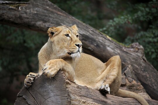 Asiatic Lion (Panthera leo persica), adult, female, alert, captive, India