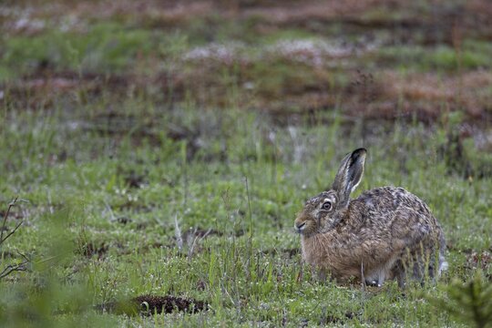 The fact that the brown hare (Lepus europaeus) takes a break right in front of me is a happy coincidence, Germany