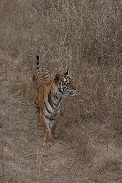 Bengal tiger (Panthera tigris tigris) adult standing in grassland, Bandhavgarh, Madhya Pradesh, India