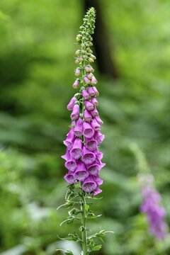 Foxglove Common foxglove (Digitalis purpurea), poisonous, Sasbachwalden, Black Forest, Baden-W&uuml;rttemberg, Germany