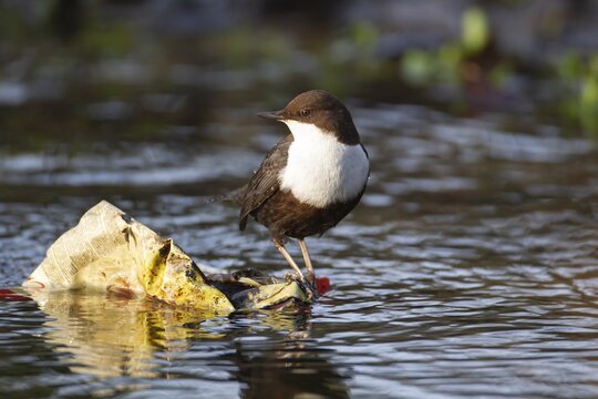 Black-bellied dipper (Cinclus cinclus cinclus) adult bird on waste litter in a river, Norfolk, England, United Kingdom