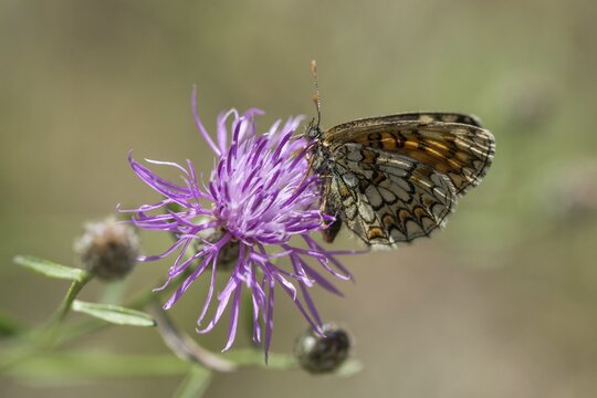 Common butterflies, heath fritillary, melitaea athalia, quail wheat moth, butterfly, insects, butterfly, butterflies, butterflies