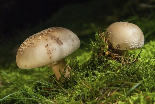 Amanita rubescens, meat mushroom, yellow-ringed pearl mushroom, golmoth, gargle stomach, pug, girl mushroom, pearl sponge, pearl bulge, pustular bulge, reddening bulbous leaf mushroom, reddening bulbous mushroom, peeling mushroom, blusher, fungi, fungus, mushrooms