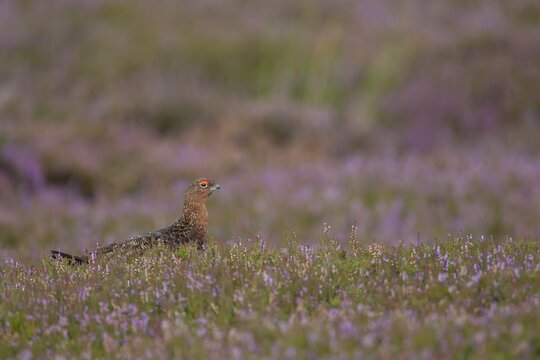 Red grouse (Lagopus lagopus scotica) adult male bird on a Summer moorland in flowering Heather plants, Yorkshire, England, United Kingdom