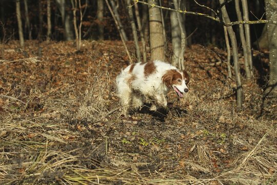 Hunting dog Irish Setter rummages at the edge of the forest while hunting, Allg&auml;u, Bavaria, Germany, Allg&auml;u, Bavaria, Germany