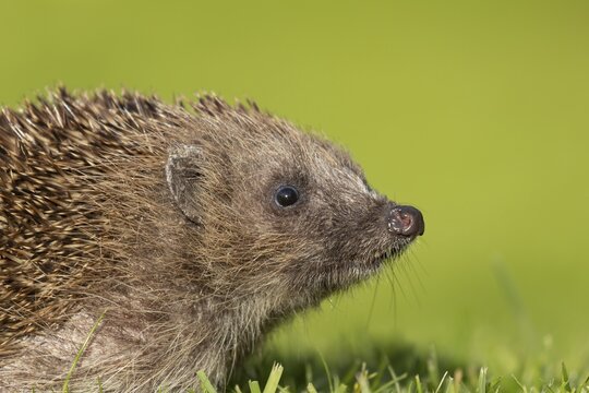 European hedgehog (Erinaceus europaeus) adult animal on a garden grass lawn in the summer, England, United Kingdom
