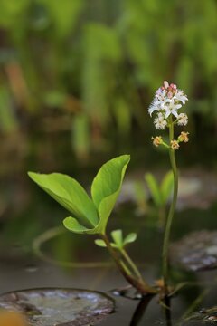 Bog bean (Menyanthes trifoliata), flower, flowering, perennial, marsh plant, water plant, Ellerstadt, Germany