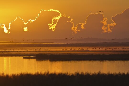 Early morning with cranes (Grus grus) in Bodden, Mecklenburg-Western Pomerania, Germany