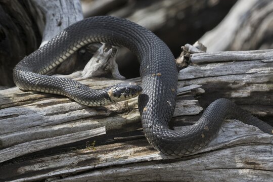 Grass snake (Natrix natrix), Emsland, Lower Saxony, Germany